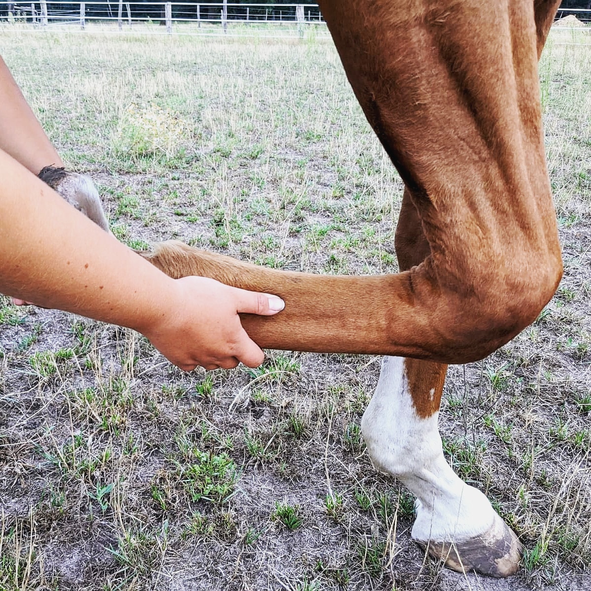 Sehnenschaden beim Pferd aus osteopathischer Sicht