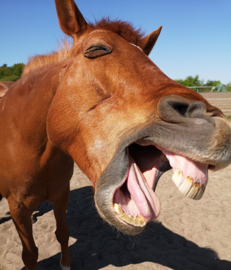 Magnetfeldtherapie Pferd